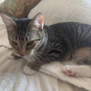 Julia -  Domestic Short Hair Cat for Adoption in New York, New York - Julia | PetCurious