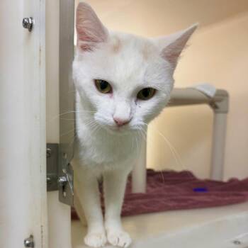 Pearl -  Domestic Short Hair Cat for Adoption in Harrisonburg, Virginia - Pearl | PetCurious