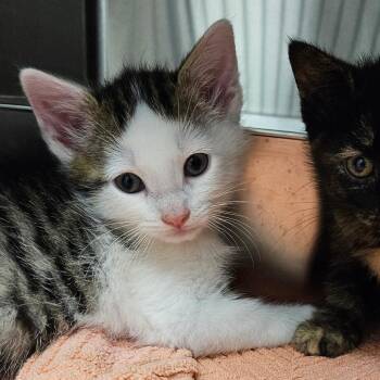 Tucker -  Domestic Short Hair Cat for Adoption in Oneonta, New York - Tucker | PetCurious