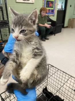 Mokey -  Domestic Short Hair Cat for Adoption in Burnsville, North Carolina - Mokey | PetCurious
