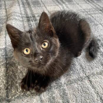 Shadow -  Domestic Medium Hair Cat for Adoption in Kenai, Alaska - Shadow | PetCurious