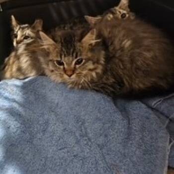 Rescue Domestic Medium Hair Cats for Adoption in St. Louis, Missouri - Friendly Hanlon | PetCurious