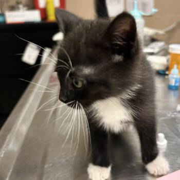 Domestic Short Hair Cats Available for Adoption in Newport, North Carolina - Banzai | PetCurious