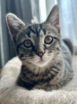 Fern -  Tabby Cat for Adoption in Wheeling, Illinois - Fern | PetCurious