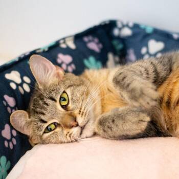 Sasha (FKA Sage 2) -  Domestic Short Hair Cat for Adoption in Cumming, Georgia - Sasha (FKA Sage 2) | PetCurious