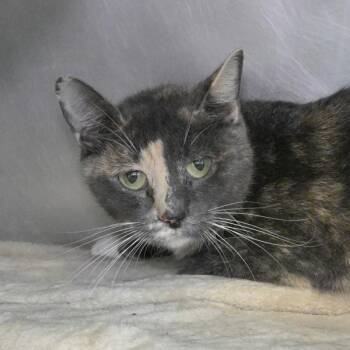 Joan Jett -  Domestic Short Hair Cat for Adoption in Austin, Texas - Joan Jett | PetCurious