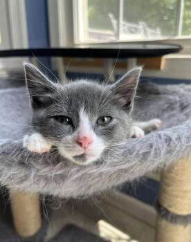 Tempest -  Domestic Short Hair Cat for Adoption in Trenton, New Jersey - Tempest | PetCurious