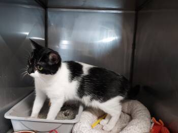 Domestic Short Hair Cats Available for Adoption - Myla | PetCurious