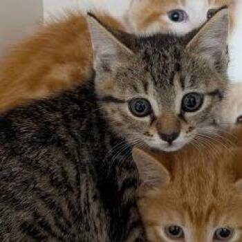 Cupcake -  Domestic Short Hair Cat for Adoption in Jeffersonville, Indiana - Cupcake | PetCurious