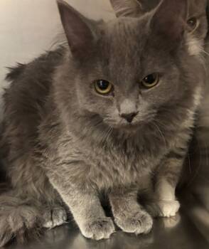 Rescue Domestic Medium Hair Cats for Adoption in Sheboygan, Wisconsin - Shannon | PetCurious