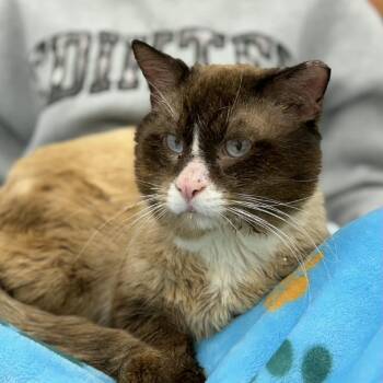 Mr. Electric -  Snowshoe Cat Available for Adoption in Quail Heights, Florida - Mr. Electric | PetCurious