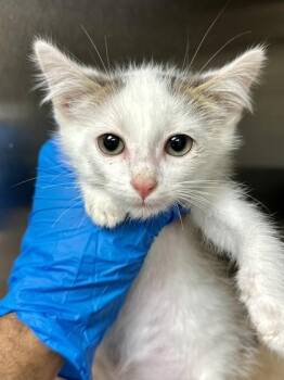 Rickety Cricket -  Domestic Medium Hair Cat for Adoption in Wichita, Kansas - Rickety Cricket | PetCurious