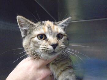 Rescue Domestic Short Hair Cats for Adoption in Hopkinsville, Kentucky - Mary | PetCurious