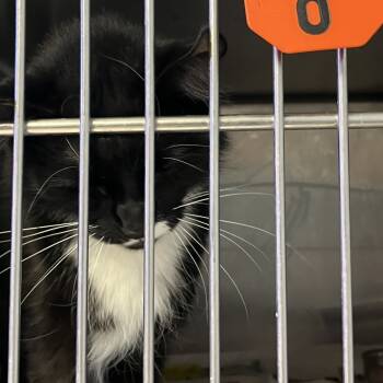 Rescue Domestic Medium Hair Cats for Adoption in Fairfax Station, Virginia - Silly String | PetCurious