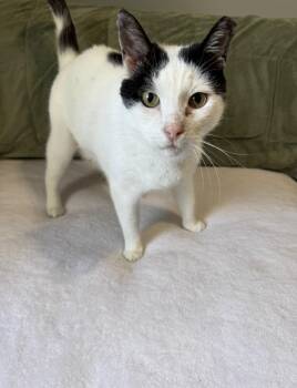 FREDDIE -  American Shorthair Cat for Adoption in Jefferson, Louisiana - FREDDIE | PetCurious