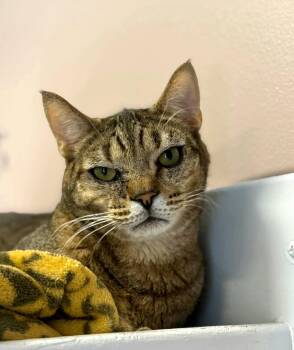 Domestic Short Hair Cats Available for Adoption in Kirkland, Washington - Hank | PetCurious