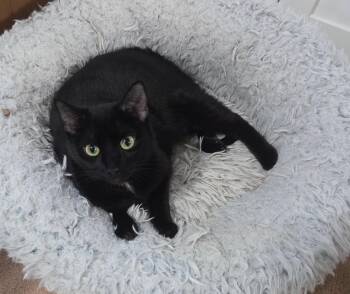 Domestic Short Hair Cats Available for Adoption in Greensboro, North Carolina - Shanti | PetCurious