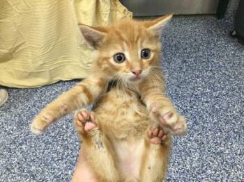 A1919363 -  Domestic Medium Hair Cat for Adoption in Thousand Palms, California - A1919363 | PetCurious