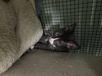 (Cesar 2) (M) -  Domestic Short Hair Cat for Adoption in West Nyack, New York - (Cesar 2) (M) | PetCurious