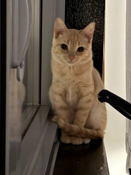 Domestic Short Hair and Tabby Cats Available for Adoption in New York, New York - Gummy Bear  | PetCurious