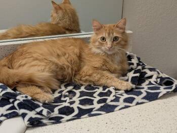 Hattie -  Domestic Long Hair Cat for Adoption in Fort Collins, Colorado - Hattie | PetCurious