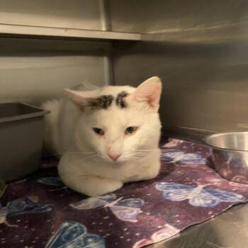 Albuquerque -  Domestic Short Hair Cat for Adoption in West Des Moines, Iowa - Albuquerque | PetCurious