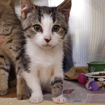 Smudge -  Domestic Short Hair Cat for Adoption - Smudge | PetCurious