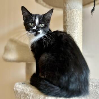 Rescue Domestic Short Hair Cats for Adoption in Guelph, Ontario - Olivia | PetCurious