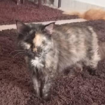 Honey - Blind -  Persian Cat for Adoption in Brampton, Ontario - Honey - Blind | PetCurious