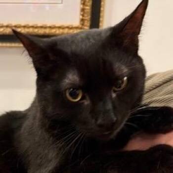 Domestic Short Hair Cats Available for Adoption in New York, New York - Asher | PetCurious