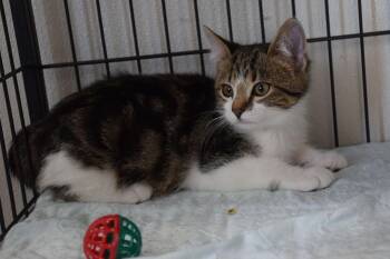 Sprinkle -  Tabby Cat for Adoption in Claresholm, Alberta - Sprinkle | PetCurious