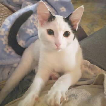 Yoda -  Domestic Short Hair Cat for Adoption in Albert Lea, Minnesota - Yoda | PetCurious