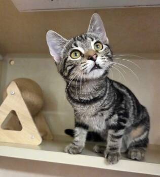 Poppy - available 8/7 -  Domestic Short Hair Cat for Adoption in Elmsford, New York - Poppy - Available 8/7 | PetCurious