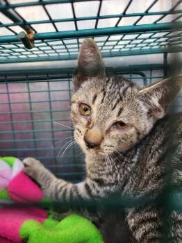BROWNHEART -  Domestic Short Hair Cat for Adoption in San Antonio, Texas - BROWNHEART | PetCurious
