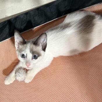 Brixler -  Domestic Short Hair Cat for Adoption in Mokena, Illinois - Brixler | PetCurious