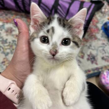 Domestic Short Hair Cats Available for Adoption - Ant | PetCurious
