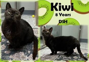 Kiwi -  Domestic Short Hair Cat for Adoption in Franklin, Indiana - Kiwi | PetCurious