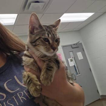Kiwi -  Domestic Short Hair Cat for Adoption in Chattanooga, Tennessee - Kiwi | PetCurious