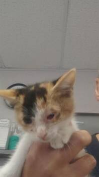 BREEEZY -  Domestic Short Hair Cat for Adoption in Stockton, California - BREEEZY | PetCurious