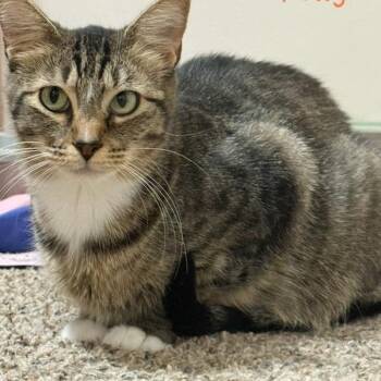 Darling -  Domestic Short Hair Cat for Adoption in Salt Lake City, Utah - Darling | PetCurious