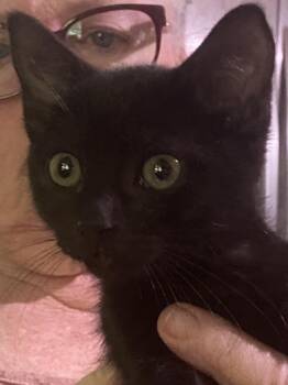 Gelato -  Bombay Cat for Adoption in Liverpool, Texas - Gelato | PetCurious