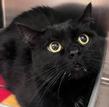 Ada -  Domestic Short Hair Cat for Adoption in Golden, Colorado - Ada | PetCurious