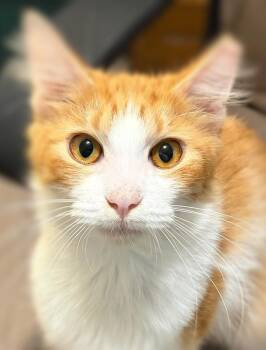 Rescue Domestic Long Hair Cats for Adoption in Ocean Springs, Mississippi - Mr. Whiskers | PetCurious