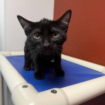 Mole (SGN) -  Domestic Short Hair Cat for Adoption in Janesville, Wisconsin - Mole (SGN) | PetCurious