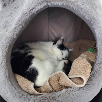 Sassy -  Domestic Short Hair Cat for Adoption in Asheville, North Carolina - Sassy | PetCurious