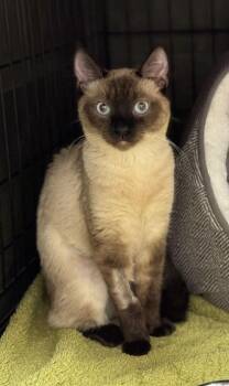Persimmon -  Siamese Cat for Adoption in Burnaby, British Columbia - Persimmon | PetCurious