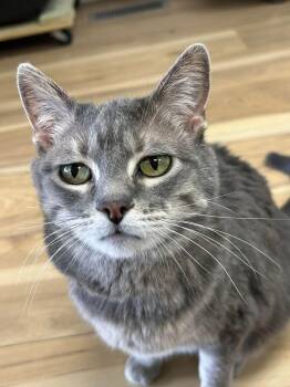 Domestic Short Hair Cats Available for Adoption - Itty Bitty | PetCurious