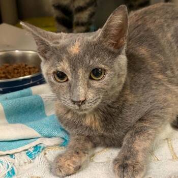 Dolly Parton -  Domestic Short Hair Cat for Adoption in Concord, North Carolina - Dolly Parton | PetCurious