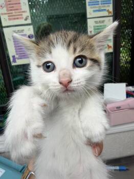 Audrey Hepburn -  Domestic Short Hair Cat for Adoption in Pomona, New York - Audrey Hepburn | PetCurious