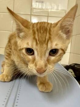 Paprika -  Domestic Short Hair Cat for Adoption in San Antonio, Texas - Paprika | PetCurious